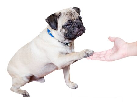 Pug close up.の写真素材