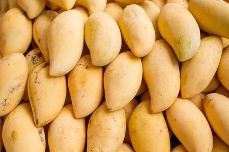 Fresh mango.の写真素材