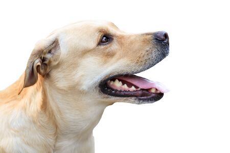 Portrait of Labrador.の写真素材