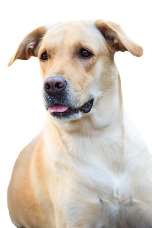 Portrait of Labrador.の写真素材