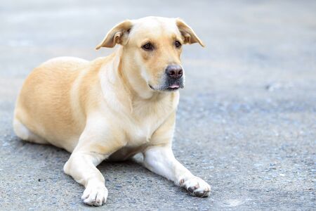 Portrait of Labrador.の写真素材