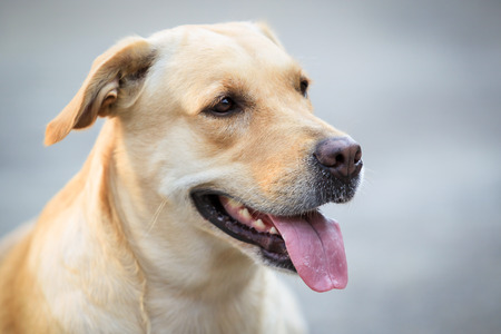 Portrait of Labrador.の写真素材