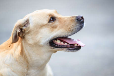Portrait of Labrador.の写真素材