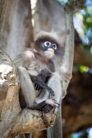 Monkey close up の写真素材