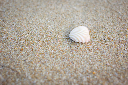 Shellfish shied on sand background.の写真素材