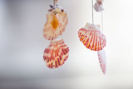 Shells mobile hanging on roof for decoration.の写真素材