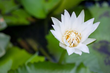 Beautiful nature lotus in lake close.の写真素材