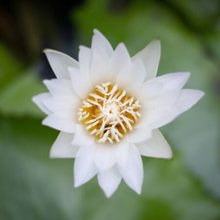 Beautiful nature lotus in lake close.の写真素材