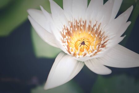 Beautiful nature lotus in lake close.Vintage filteredの写真素材
