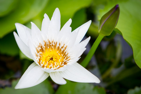 Beautiful nature lotus in lake close.の写真素材