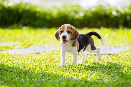 Puppy Beagle enjoy playing in the park.の写真素材
