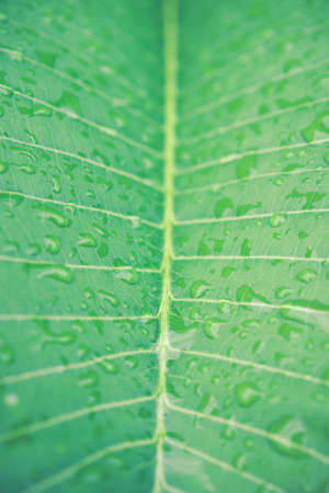 Rain drop on big leaf close up background.Vintage filteredの写真素材