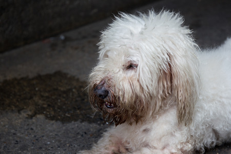 Stray dog resting beside the street.の写真素材