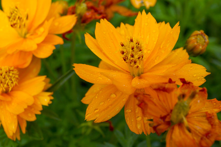 The beautiful Marigolds garden.の写真素材