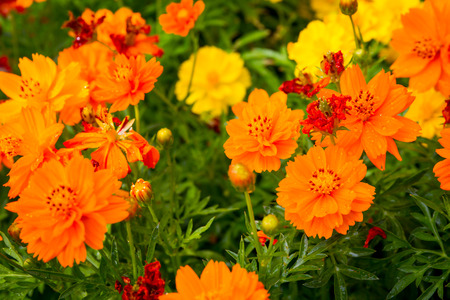 The beautiful Marigolds garden.の写真素材