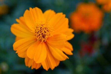 The beautiful Marigolds garden.の写真素材