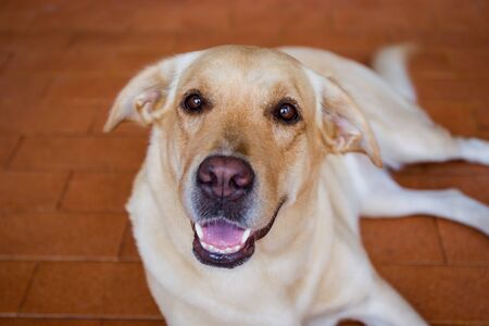 A portrait of labrador retriever laying on floor close up.
