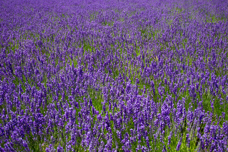 Beautiful Lavender garden in Hokkaido, Japan.の写真素材