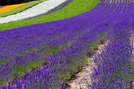 Beautiful Lavender garden in Hokkaido, Japan.の写真素材