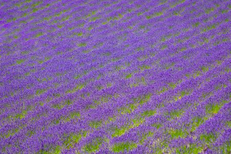 Beautiful Lavender garden in Hokkaido, Japan.の写真素材