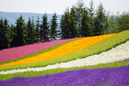 Beautiful Lavender garden and other in Fulano Hokkaido, Japan.