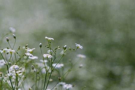 Gypsophila elegance gardenの写真素材