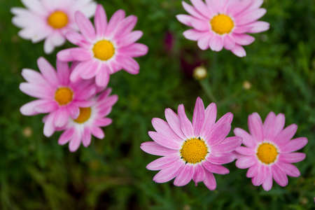 Beautiful pink daisy flowers close upの写真素材