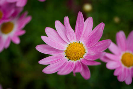 Beautiful pink daisy flowers close upの写真素材