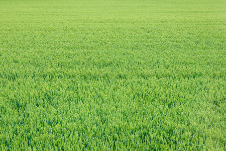 Japanese rice field close up.の写真素材