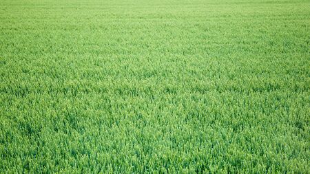 Japanese rice field close up.の写真素材