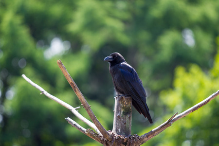 A crow holding on a wood.の写真素材