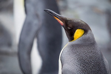 Beautiful Pengiuns portrait close up.の写真素材