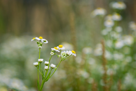Beautiful daisy field in natureの写真素材