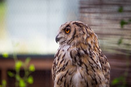 Beautiful owl face close up.Space on left side for text and other useの写真素材