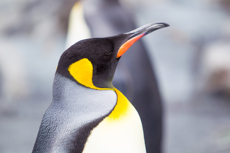 Beautiful Pengiuns portrait close up.の写真素材