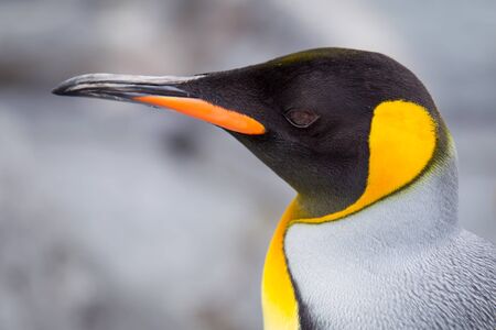 Beautiful Pengiuns portrait close up.の写真素材