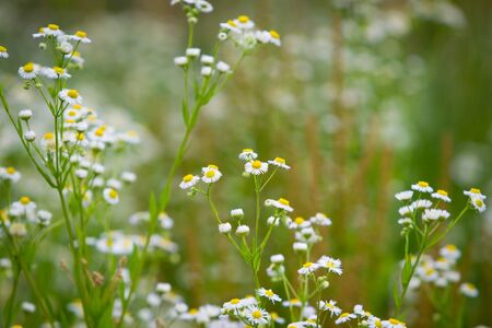 Beautiful daisy field in natureの写真素材