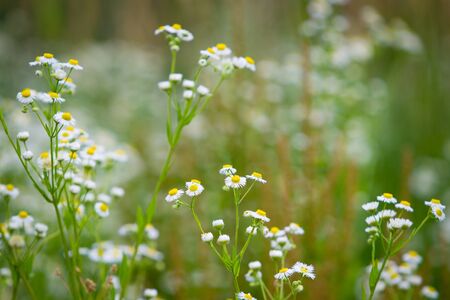 Beautiful daisy field in natureの写真素材