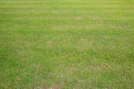 Grass field in wide angle background.の写真素材