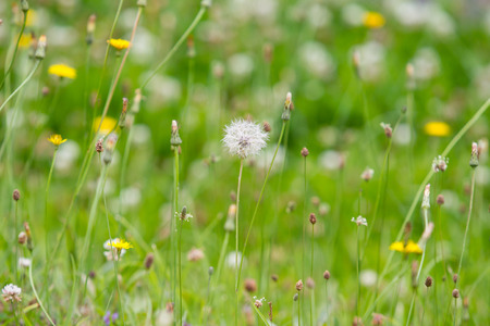 Grass flowers field in nature background.