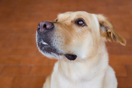 A protrait of Labrador.の写真素材