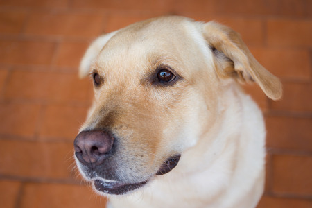 A protrait of Labrador.の写真素材