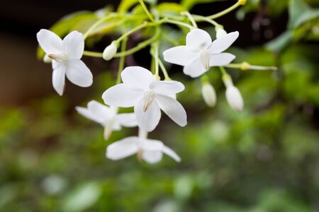 A ground of Wrightia Religiosa.の写真素材