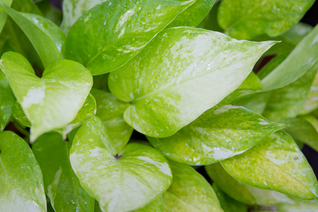 Epipremnum aureum close upの写真素材