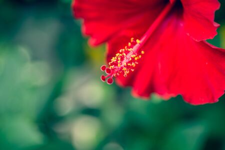 The hibiscus flower close up. Vintage filteredの写真素材