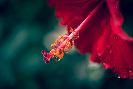 The hibiscus flower close up. Vintage filteredの写真素材