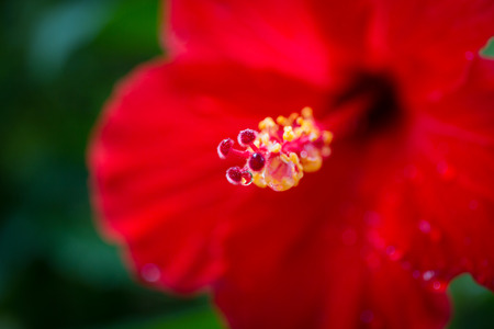 The hibiscus flower close upの写真素材
