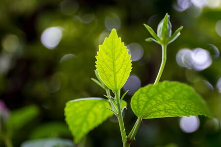 Chaba leaf in bokeh background.の写真素材