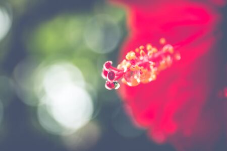 The hibiscus flower close up. Vintage filteredのeditorial素材