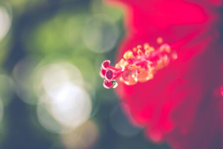 The hibiscus flower close up. Vintage filteredの写真素材
